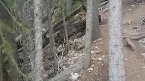 Dangerous Grizzly Bear Encounter!!