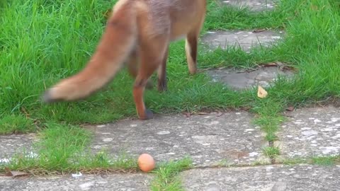 Wild Fox eating a sausage and egg from my hand