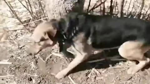 Funny dogs | Best Funny Videos | Dogs Lovers | Animalsbestie