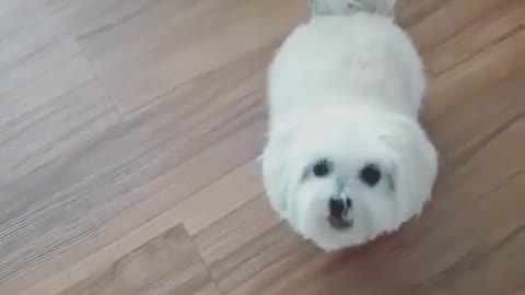 Funny dog