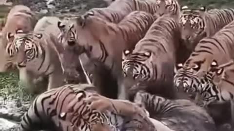 Tiger VS Tiger