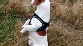 Terrier Turns Into Meerkat