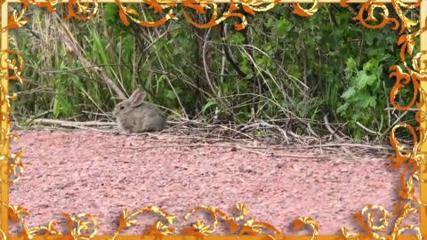 Hopping lessons