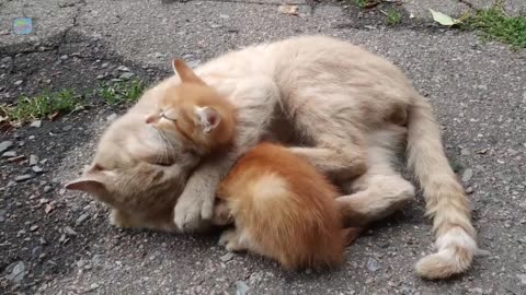 Som de Gato e Gatinhos Miando