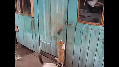 Funny animals cat