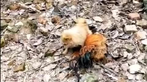 Chicken VS Dog fight