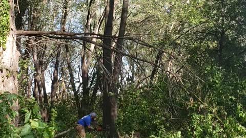 Guy Gets Crushed by Tree