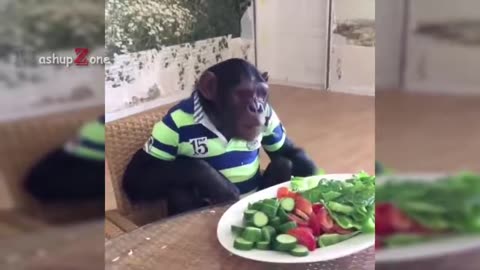 Funniest Monkey - monkey video cute and funny