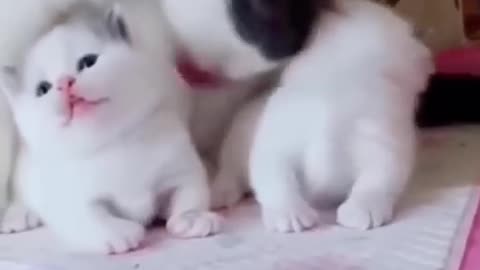 Cute kitten want milk and playing