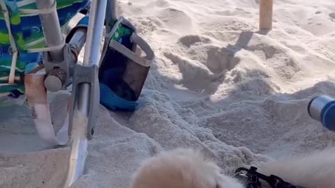 The small dog loves the beach