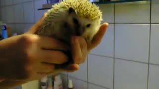 Tiny little hedgehog goes for a swim