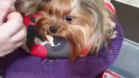 We tie the Yorkie's ponytail correctly. Dog