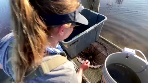 Farmers, scientists team up to reclaim CA’s flood plains for salmon