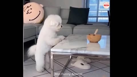 Funny animal videos 😁🥰 Funniest cats🐈 and dogs🐕 videos