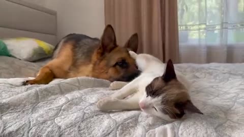 What a German Shepherd does when a Cat ignores him