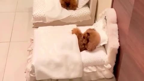 two cutest Poodles asleep on a bed/Just for fun