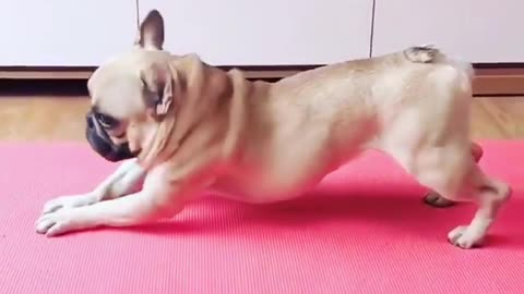 Dog doing yoga