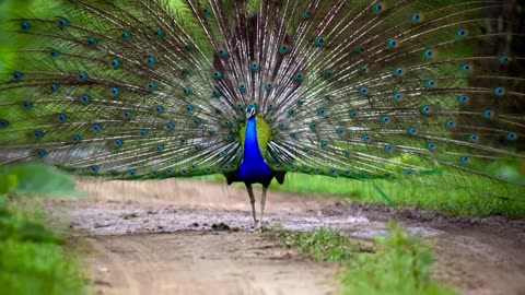 A Peacocks' dance