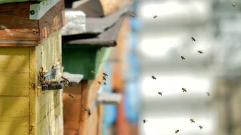 Bees flying on a poultry farm