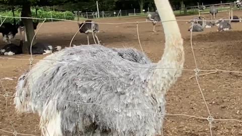 The ostrich has a long neck