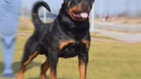 Rottweiler Dog Life Journey - Rottweiler Dog Vedios