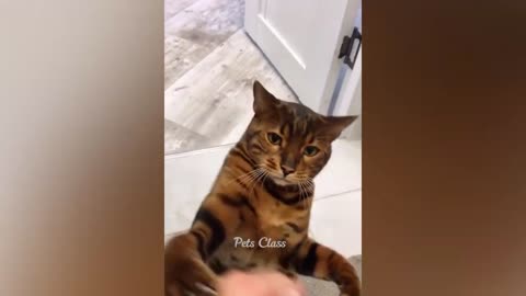 funny cats videos