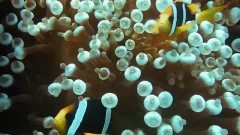 the beauty of underwater life