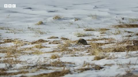 World’s Grumpiest Cat I Frozen Planet II