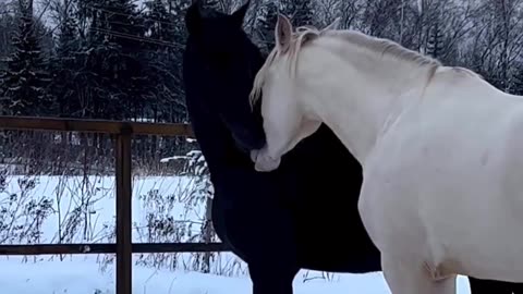 Cuddling Horses