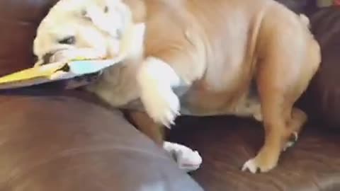 Gerald the Bulldog wants a job with UPS