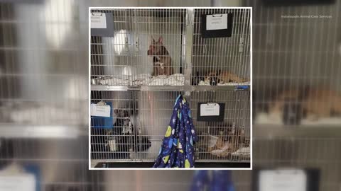 Indianapolis Animal Care Services issues call for help