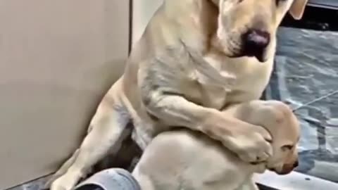 Mother dog stand up to protect her little one!