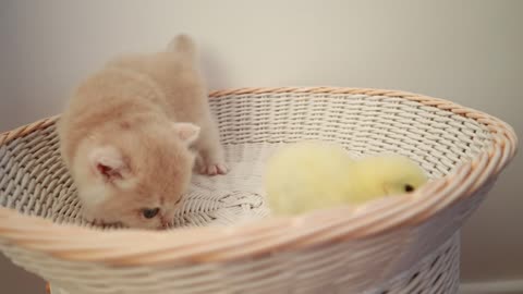 Kittens Walk with a Tiny Chicken