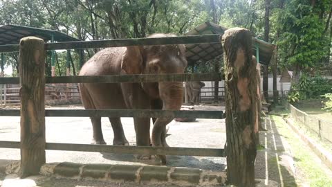 An elephant is giving me its long nose