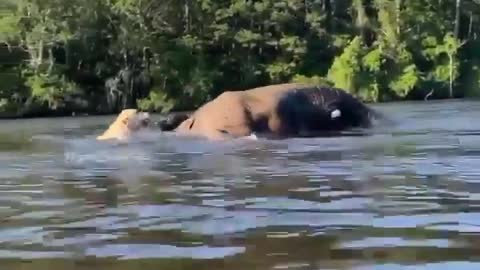 Bubbles the elephant playing with her Labrador friends#short #elephants#wildanimals