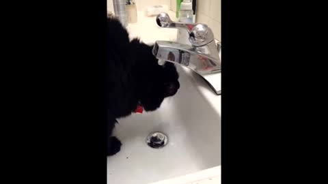 Cat Tries to Drink Water from a Leaky Faucet