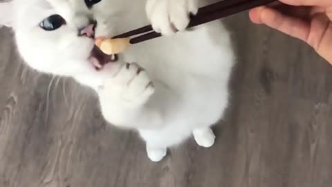 How do you expect me to use chopsticks when I don’t have thumbs? Funny Cat