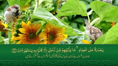 Surah Yasin with Urdu translation , سورہ یاسین اردو ترجمہ کے ساتھ