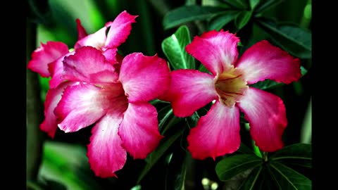 Desert rose flower