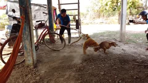 Fake Tiger Prank Dog haha Funny animals