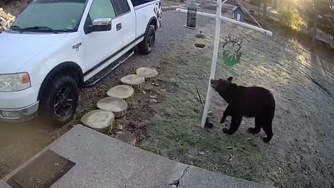 Bear Grabs Seed Snack From Bird Feeder