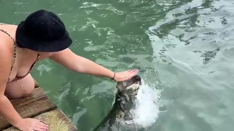 Woman's hand bitten while feeding a giant fish