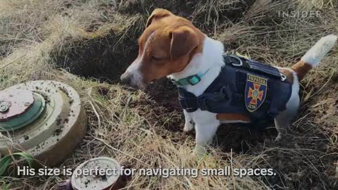 Patron, The Heroic Dog Sniffing For Bombs In Ukraine