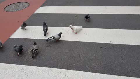 Rare White Pigeon Looks Like A Dove