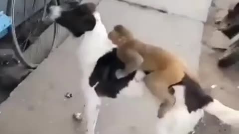 Dog and cat enjoy each other