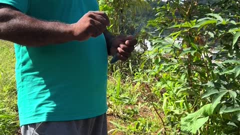 🇩🇲 Cassava Plant and Indigenous History