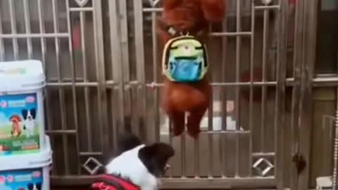 Funny Dog Videos Creative Commons _ No Copyrights_Minhhieulsls