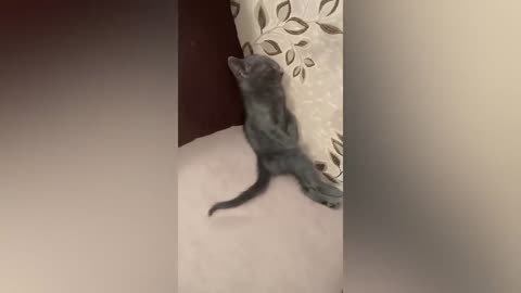 Funny video cats