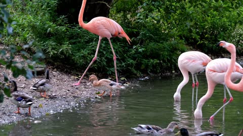 FLAMINGO ROSE