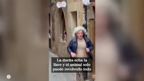 Una vaquilla se cuela en una panadería durante un encierro en una localidad de Álava